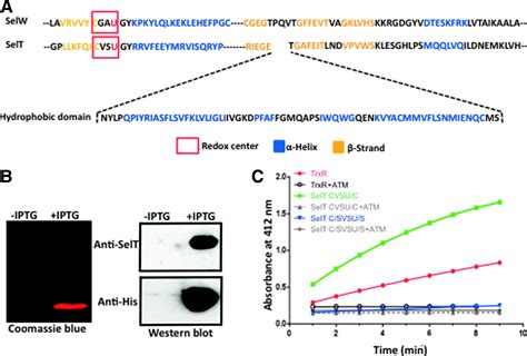 celine abdallah|Selenoprotein T Exerts an Essential Oxidoreductase Activity That .